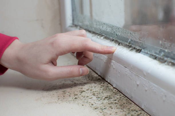 Best Basement Mold Removal  in Windcrest, TX